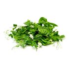 Picture of SNOW PEA TENDRIL LETTUCE LEAF 1.5 KILO BOX