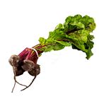 Picture of BEETROOT BABY BUNCH
