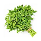 Picture of HERBS PARSLEY CONTINENETAL BUNCH